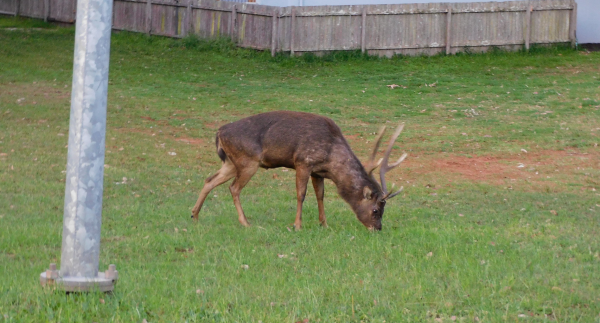 A deer stag grazing on a lawn beside a house