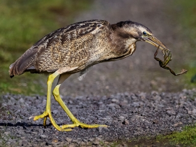 Australasian bittern & a southern bell frog