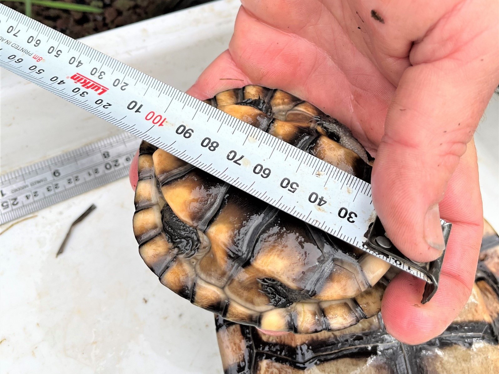 Measuring the underside of a juvenile Eastern long-neck turtle. Photo Dan Hutton