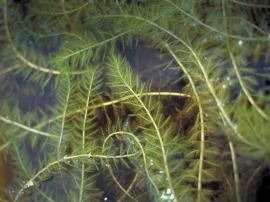 Eurasian water-milfoil