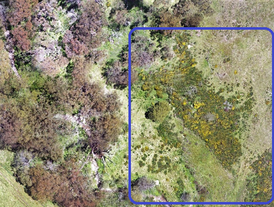 Drone footage of major Scotch broom invasion following fires and spring rains.