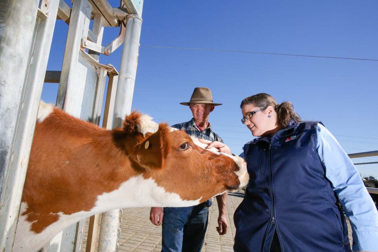 Cow in a cattle crush, attended to by female vet with farmer in the background