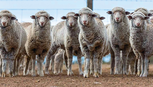 A mob of sheep