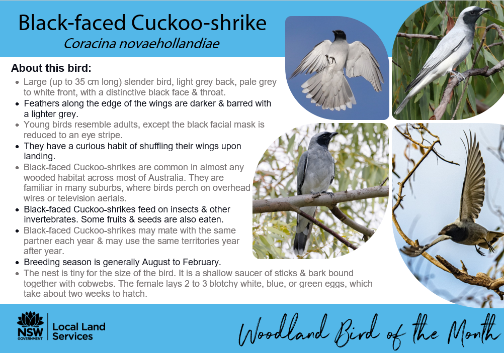 August 2022 Woodland Bird of the Month: Black-faced Cuckoo-shrike