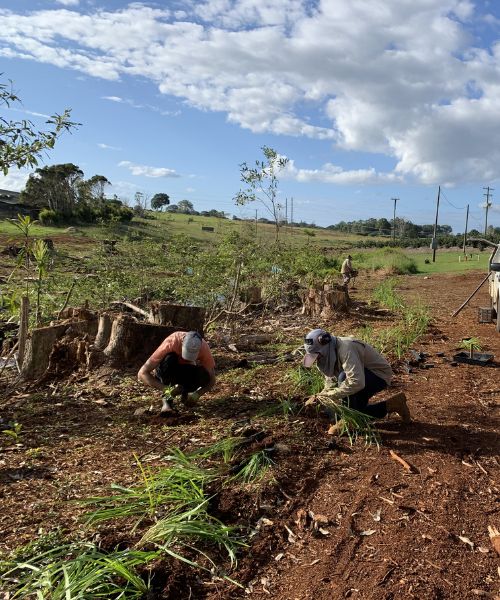 Replanting grasses for riparian restoration