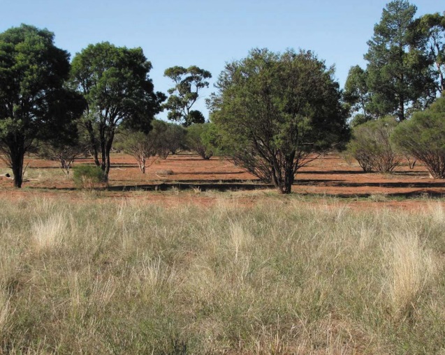 Perennial grass growth in foreground contrasts with untreated INS country in background 