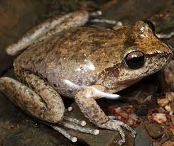 Close up of Booroolong Frog 