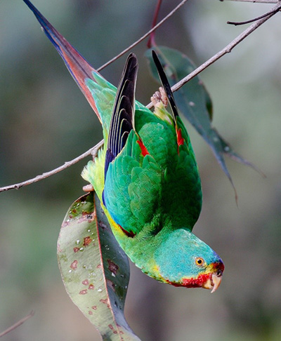 Swift-Parrot by Mick-Roderick, Birdlife-Australia