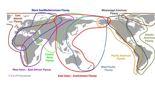 The routes that migratory waterbirds traverse