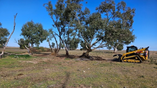 After boxthorn control in an area immediately adjacent to plains-wanderer habitat. M.Robb