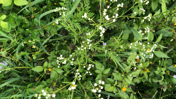 a close up of parthenium weed