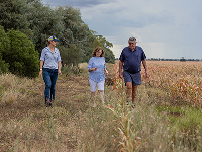 Three people walking through long brown and green grass