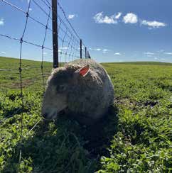 ewe down with pregnancy toxaemia lying against a fence with green grass