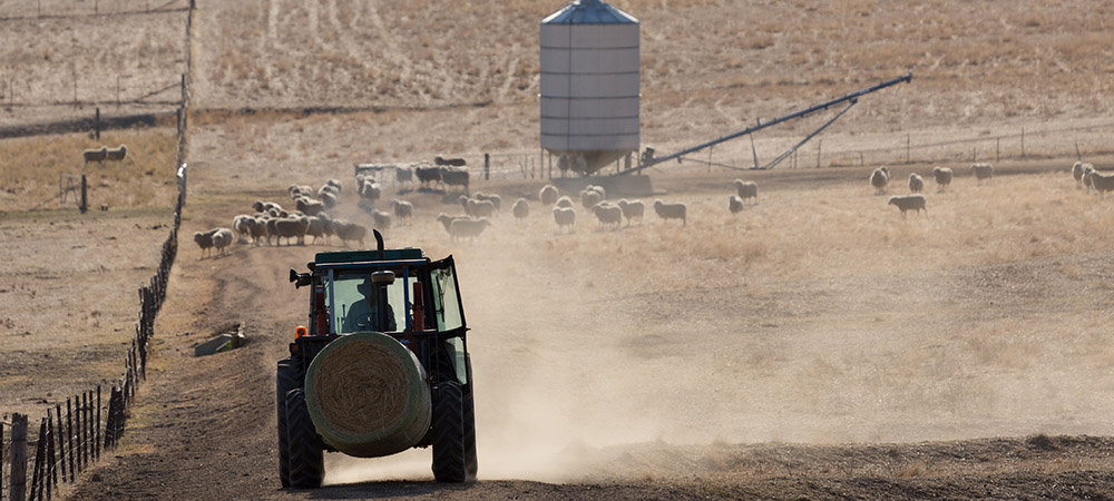 tractor carrying silage towards sheep in dusty stock containment area with feeder
