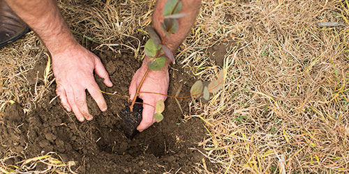 A pair of hands placing a small sapling into a pre dug hole