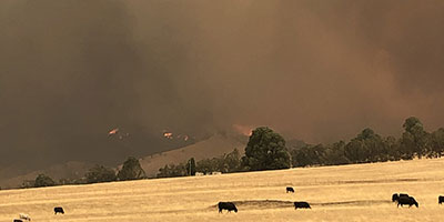 Landscape with a fire burning in the background, you can see a herd of cattle in a paddock, with the large hills on fire behind them