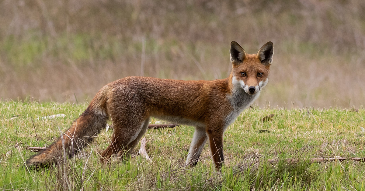 Small red fox looking directly at the camera, caught mid walk in a green field