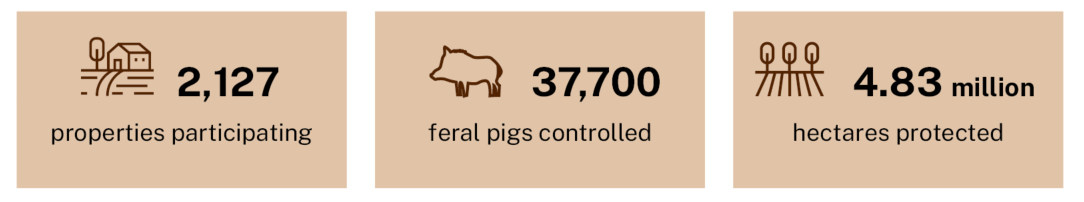 three beige boxes with statistics and icons representing outcomes from the Feral Pig Program. 2,127 properties participating, 37,700 feral pigs controlled and 4.83 million hectares protected