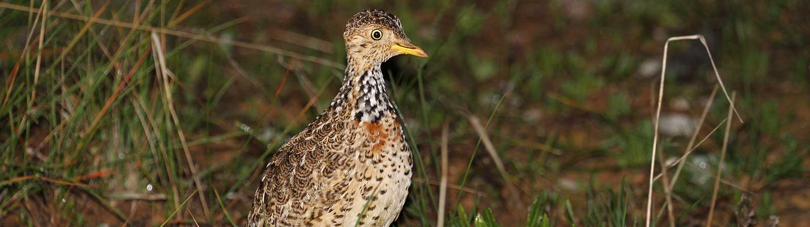 Small femal plains wanderer walking in scrubby land