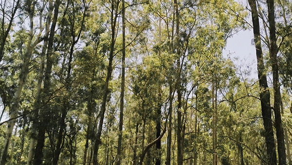 A stand of trees