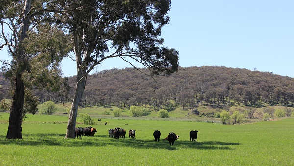 Black cattle under trees in a green paddock