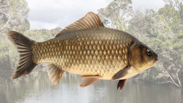 Carp set against river background
