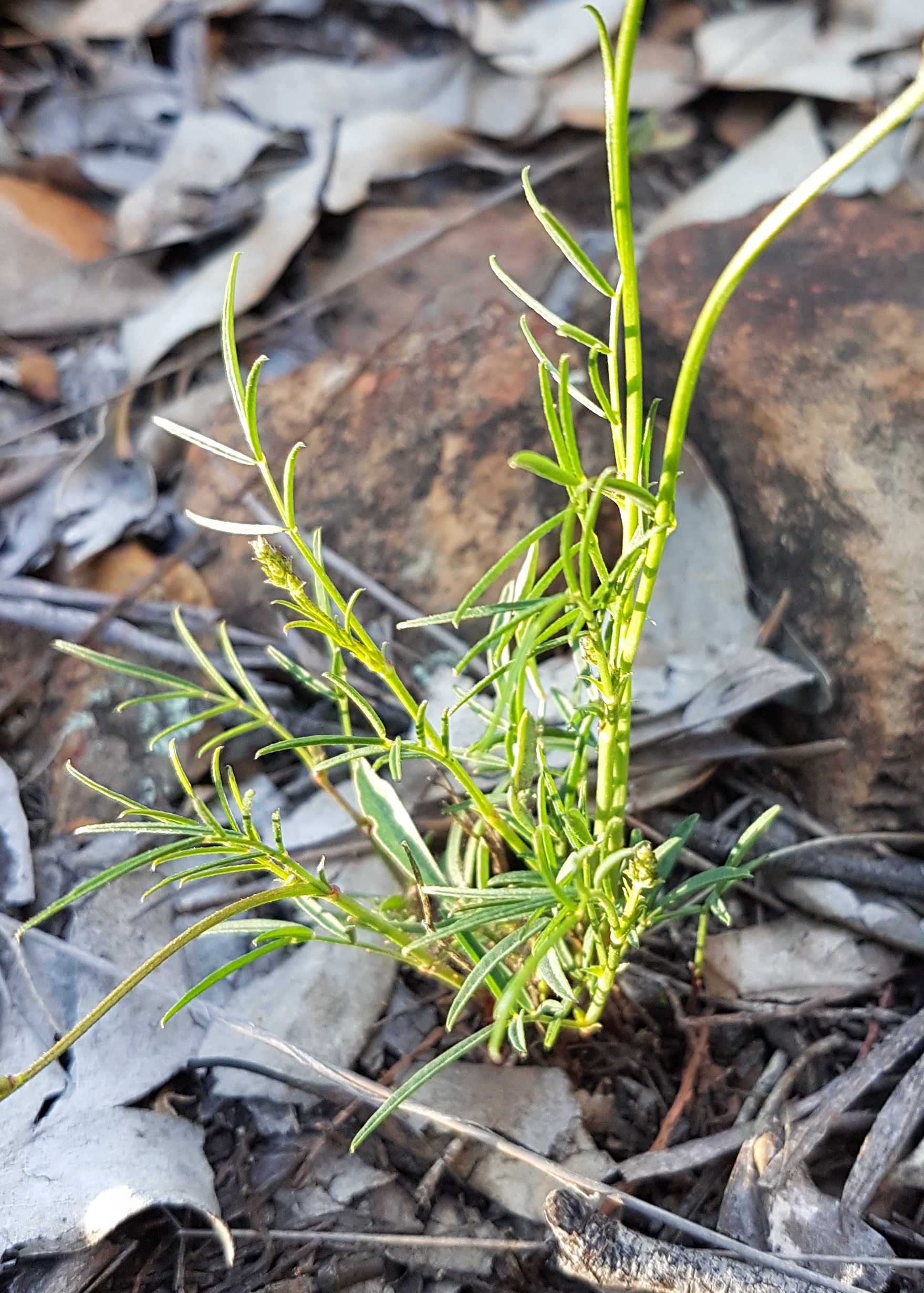 Small purple-pea