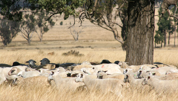sheep