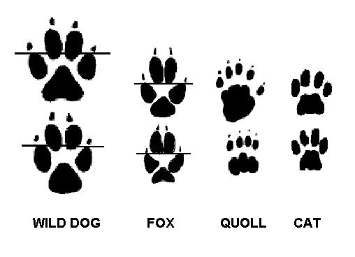 Pest Animal Footprints