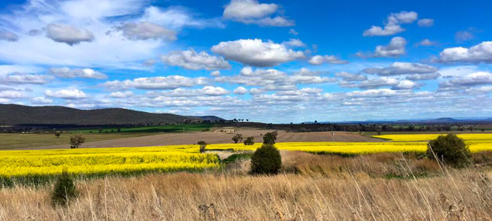 landscape with bright blue sky and clouds, canola paddock is in the background.