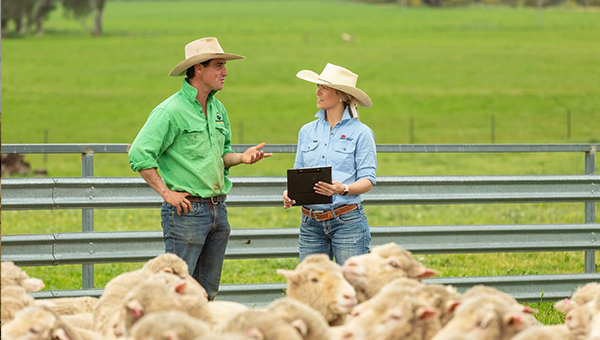 A male in a green collared shirt standing next o a female in a blue collared shirt. They appear to be speaking to each other while standing in front of a herd of sheep.