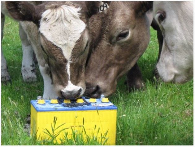Cattle licking a car battery