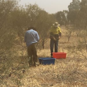 Collecting native Hakea seed from a seed production area