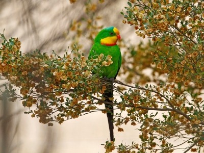 Male superb parrot. Photo: Neville Bartlett