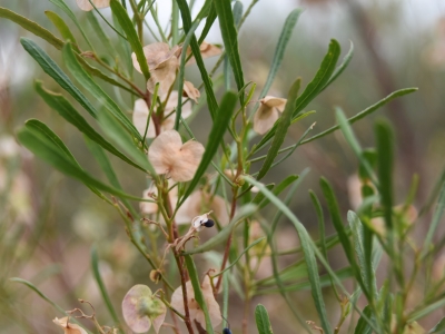 Dodonaea viscosa subsp. angustifolia with seed hanging