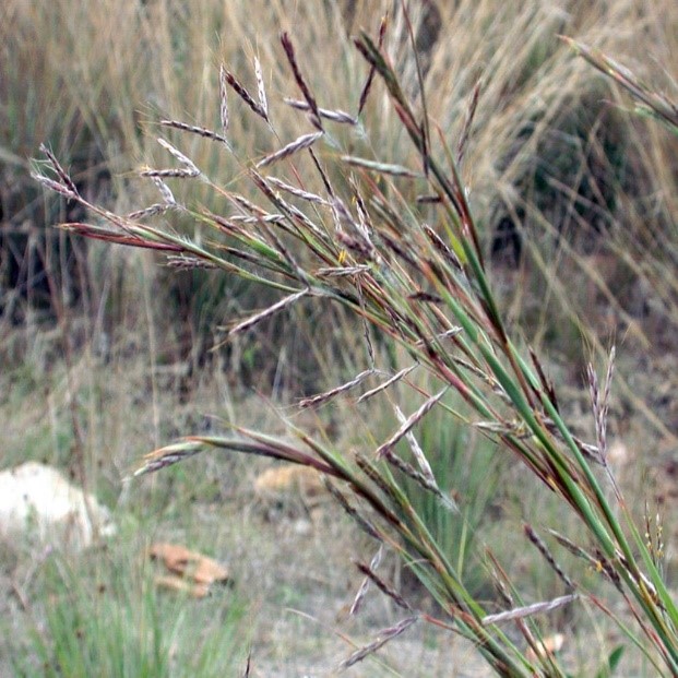 Coolatai grass