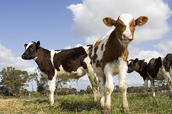 Calves on pasture