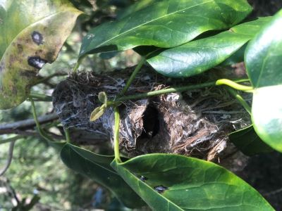 Striated thornbill nest - dome nest with side entrance. Photo Dave Smith