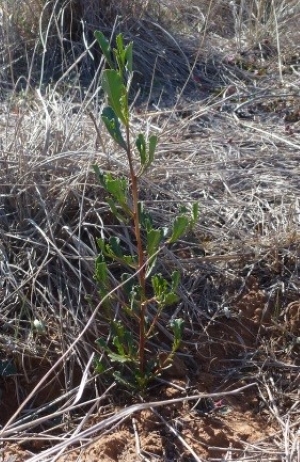 Wedge-leaf Hopbush (Dodonaea viscosa cuneata)
