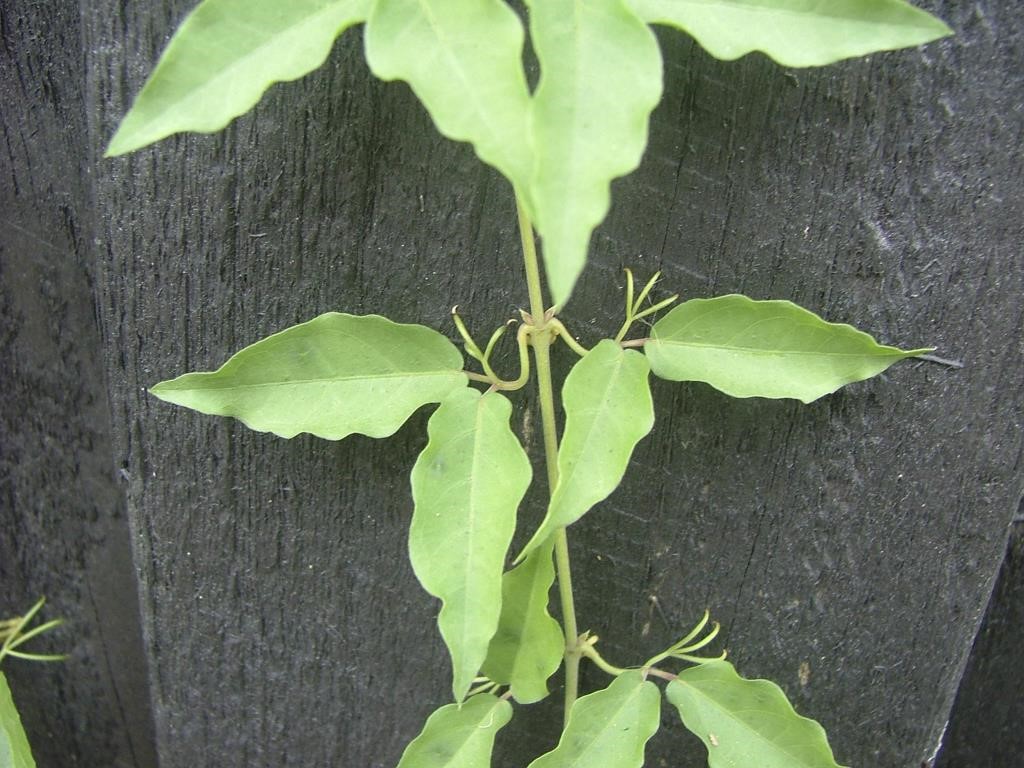 Cat's claw tendrils