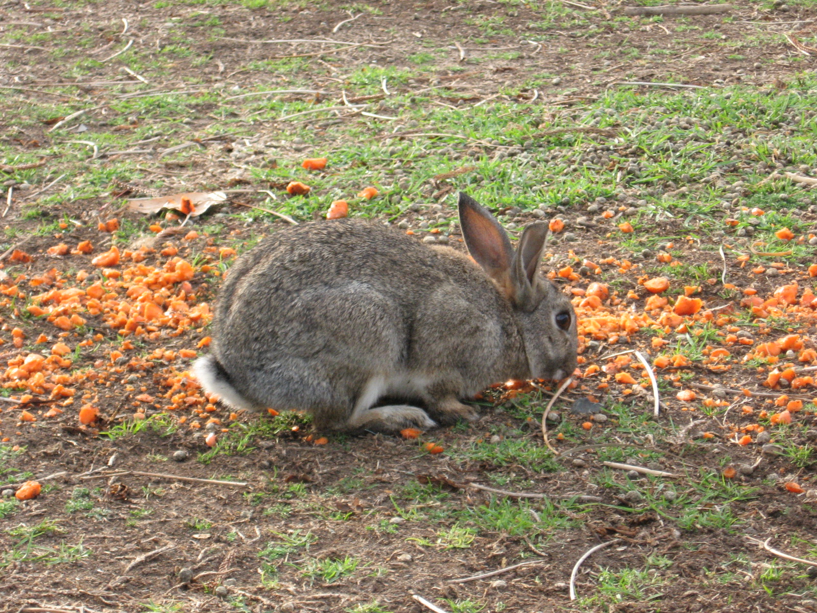 Rabbit eating carrot during free feeding