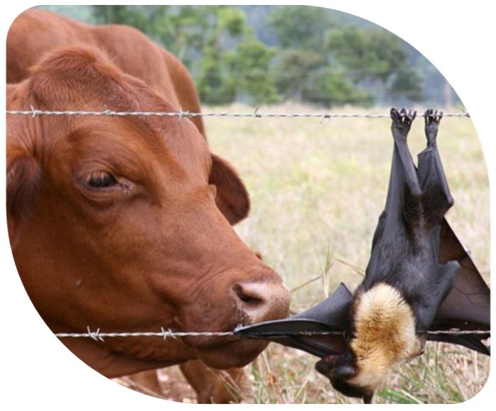 Bat stuck in barbed wire, cow behind