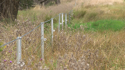 3.2km of electric fencing has been installed along the creek to manage cattle grazing