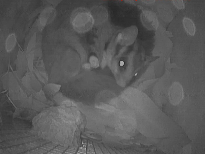 Squirrel glider in nest box