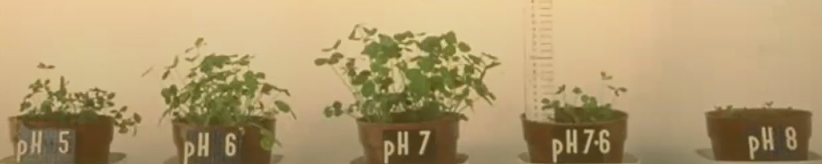 Photo showing plants being grown in soil with different pH levels