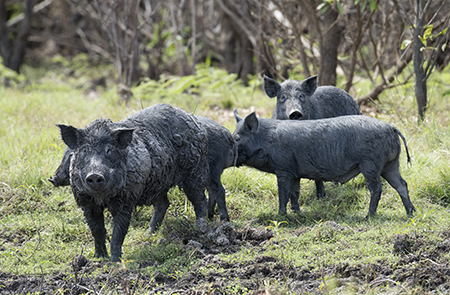 Feral pigs