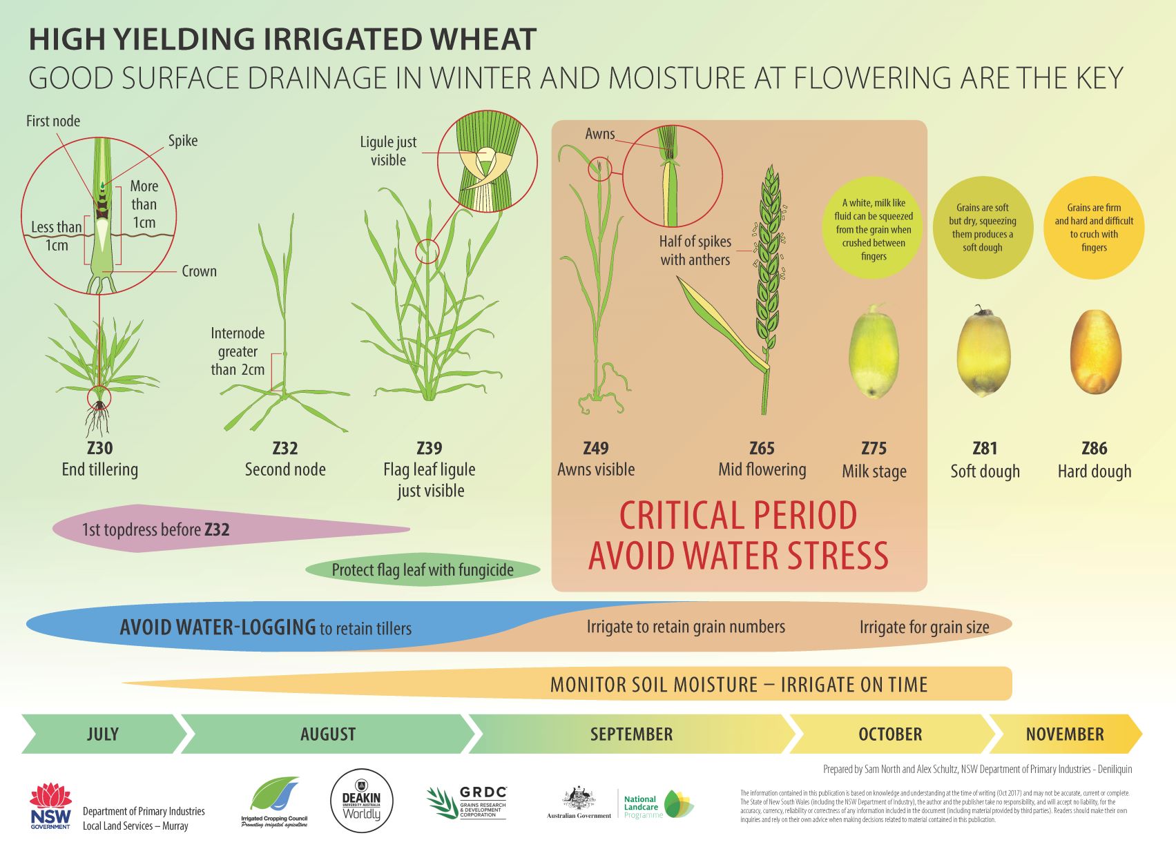 Graphic explaining process of producing high yielding irrigated wheat