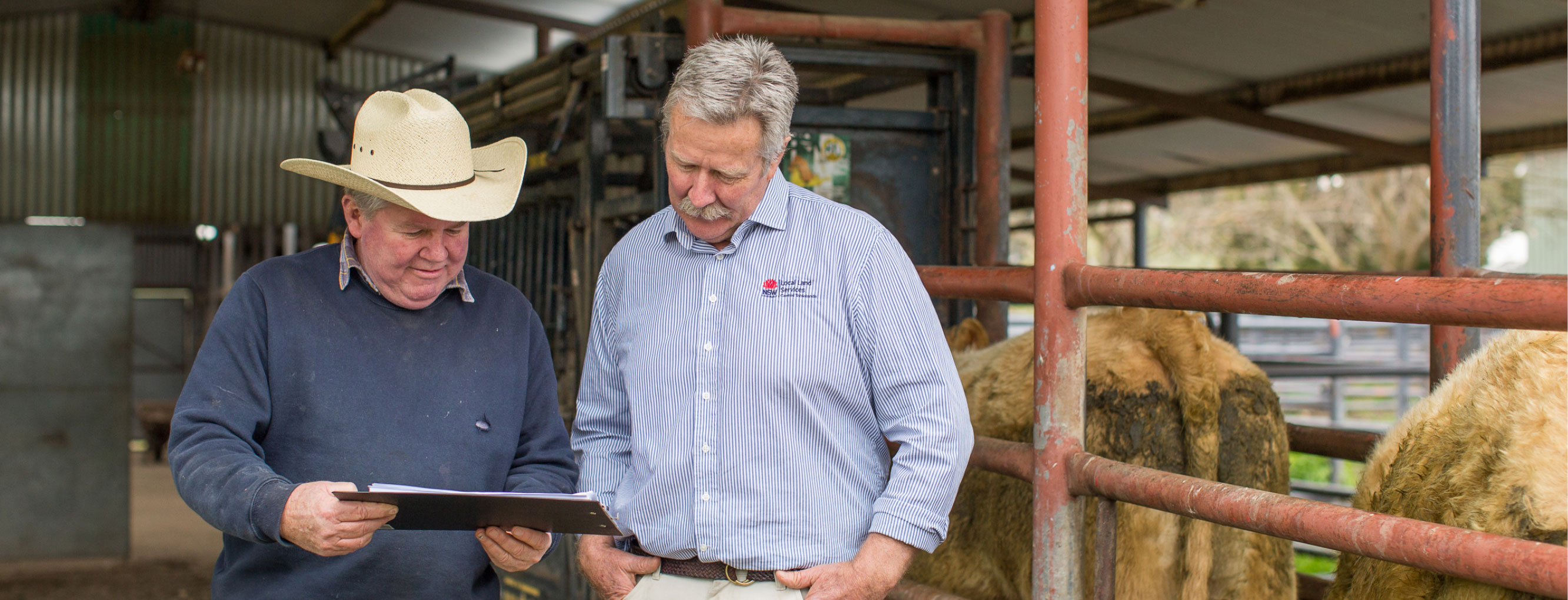 Two men standing in some cattle yards looking at a clipboard.