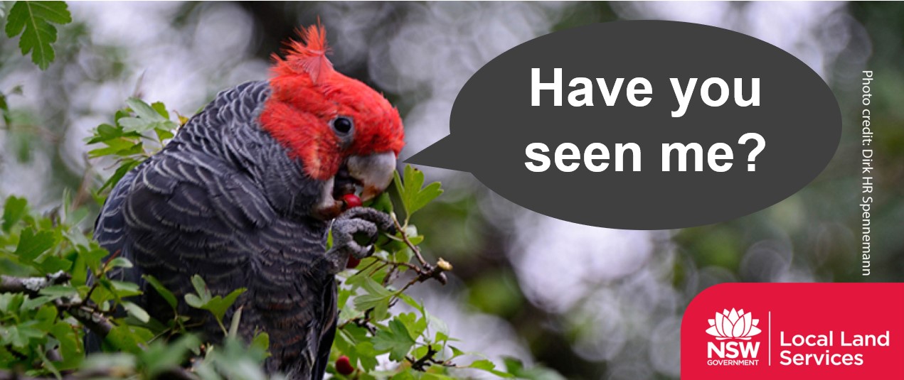 Gang-Gang Cockatoo asking 'Have you seen me'?