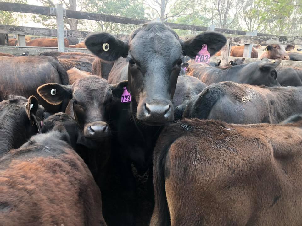 Cattle Sale yards